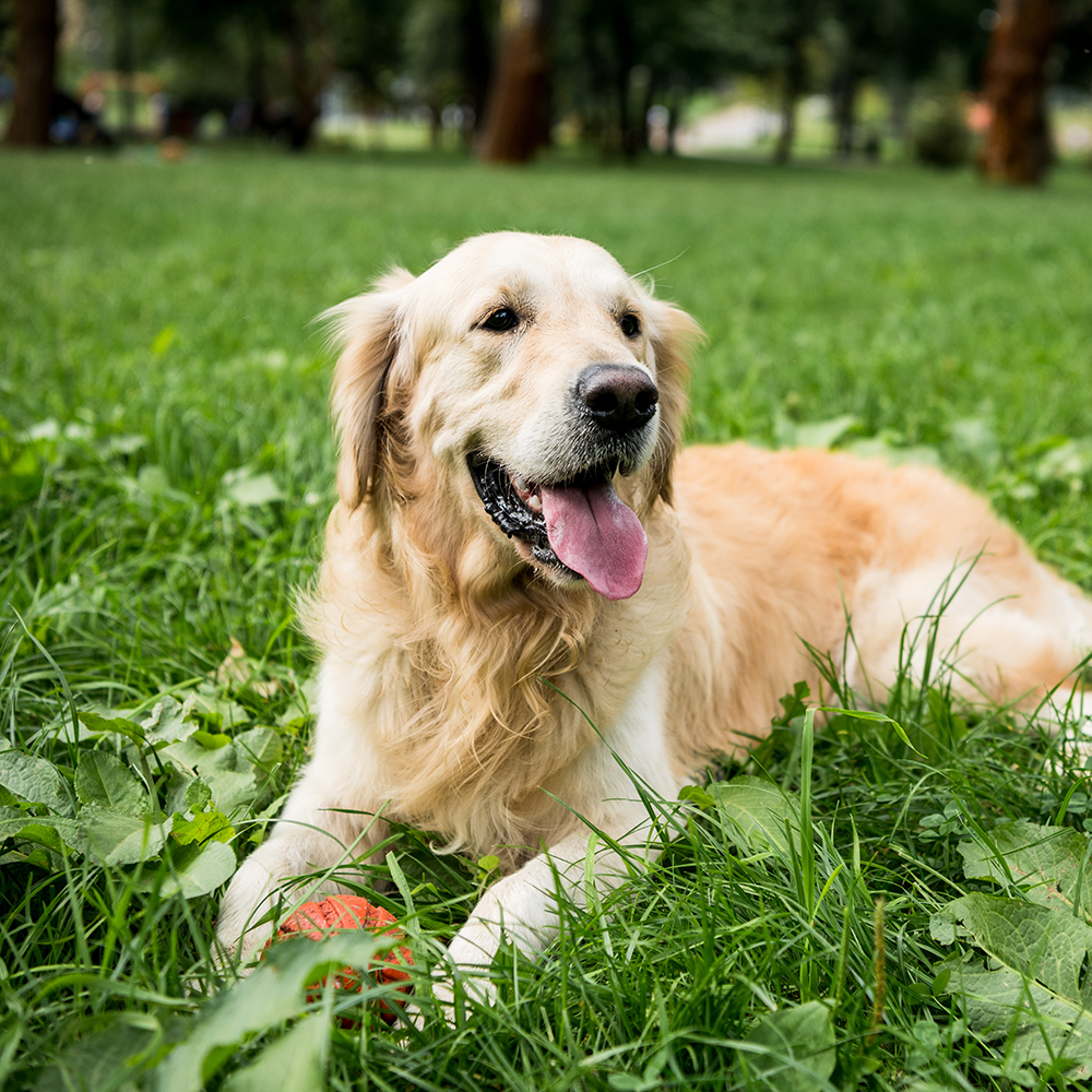 Golden Retriever