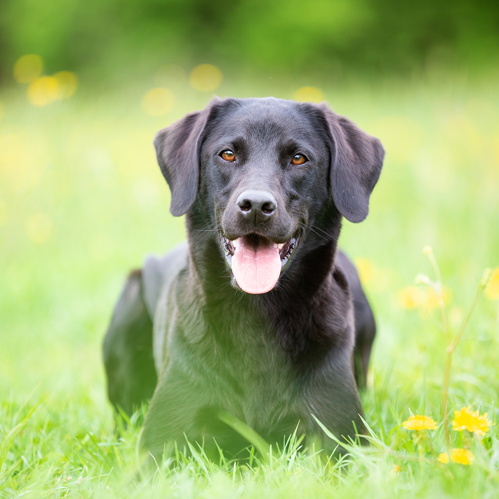 Labrador