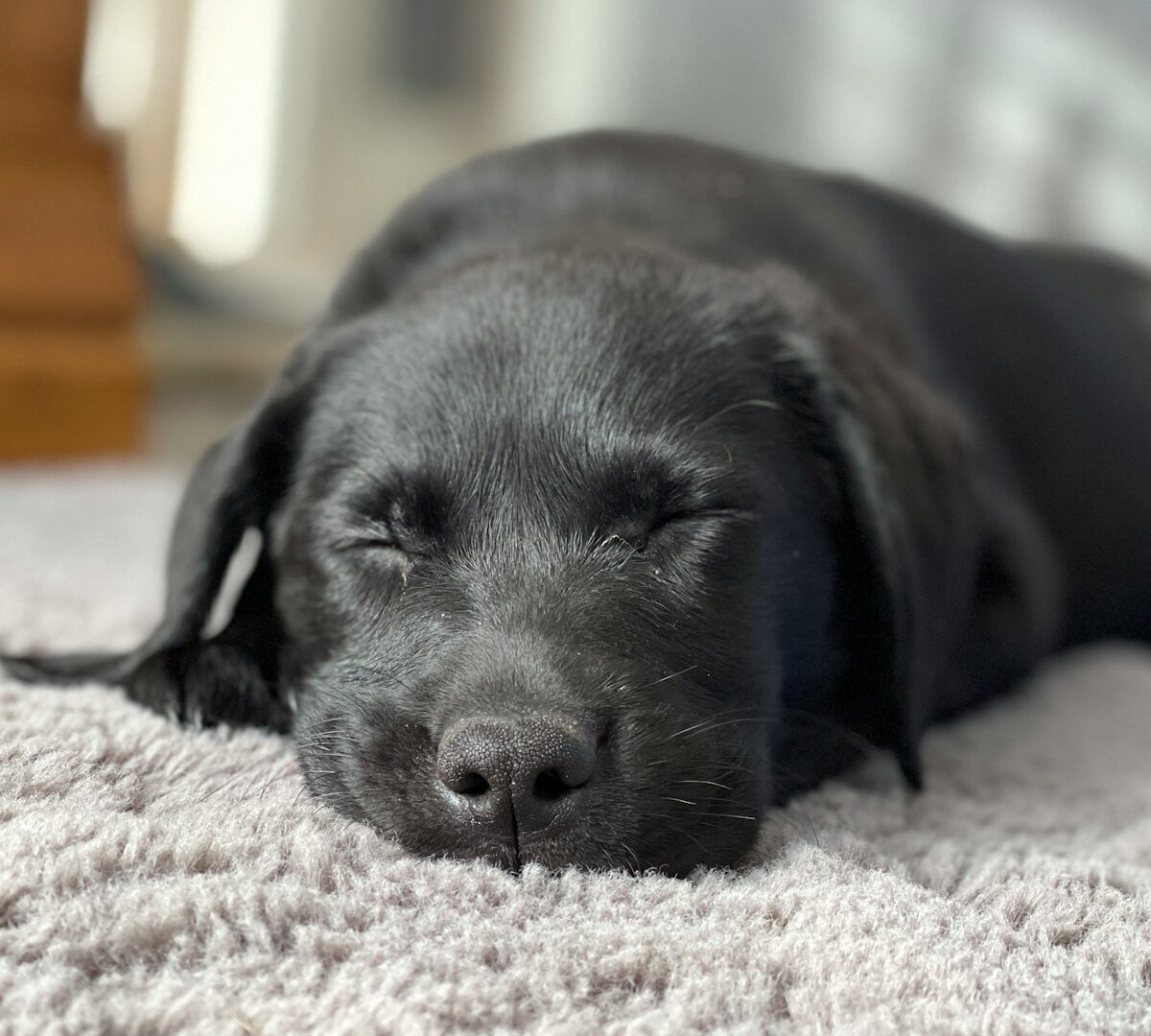 a dog sleeping on a rug